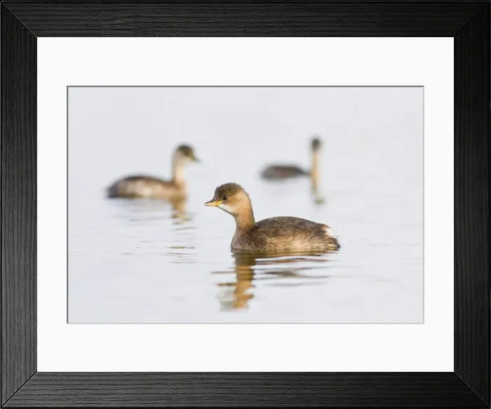 Framed Print : Picture No. 10982702 Framed Print : Picture No. 10982702