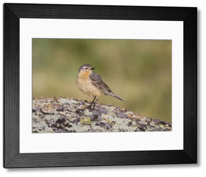 Framed Print : Picture No. 10982728 Framed Print : Picture No. 10982728