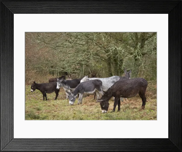 Framed Print : Picture No. 10982708