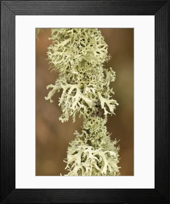 Framed Print : Picture No. 10982712 Framed Print : Picture No. 10982712
