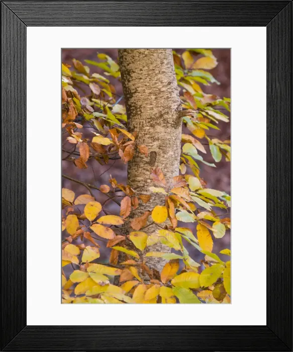 Framed Print : Picture No. 10982706