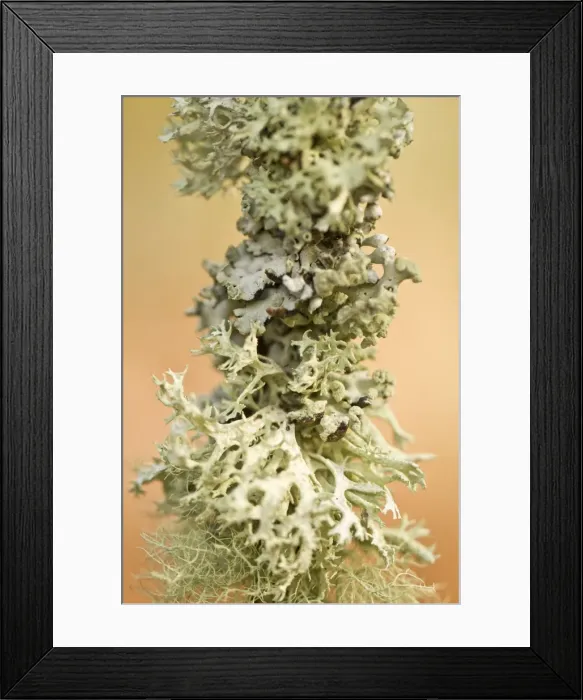 Framed Print : Picture No. 10982711 Framed Print : Picture No. 10982711
