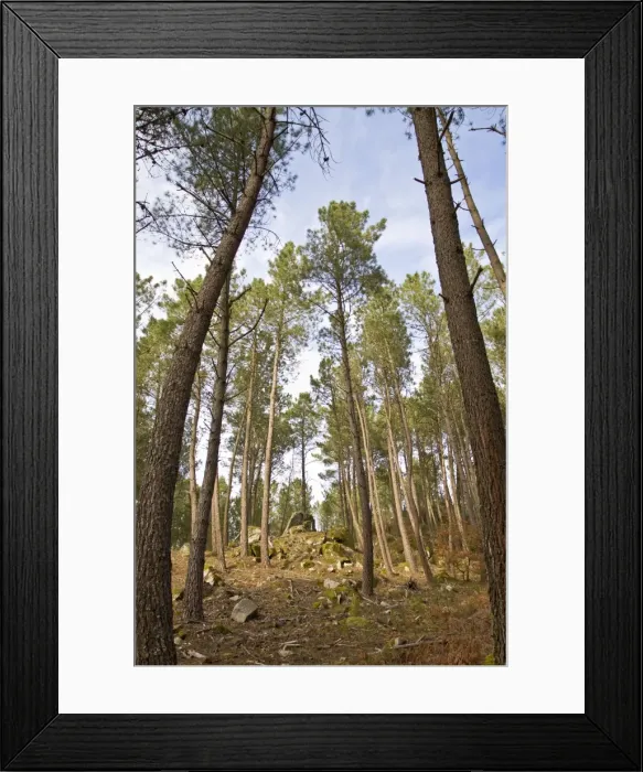 Framed Print : Picture No. 10982725 Framed Print : Picture No. 10982725
