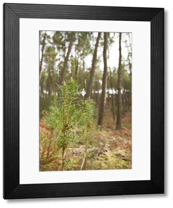 Framed Print : Picture No. 10982721 Framed Print : Picture No. 10982721