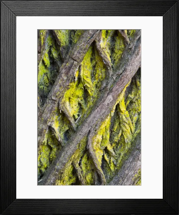 Framed Print : Picture No. 10982704 Framed Print : Picture No. 10982704