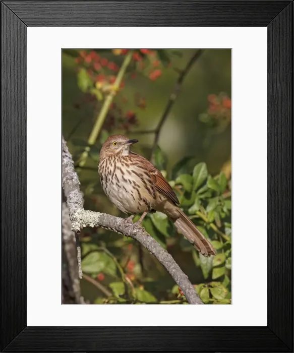 Framed Print : Picture No. 10982733 Framed Print : Picture No. 10982733