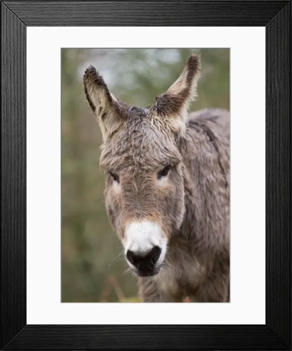 Framed Print : Picture No. 10982709 Framed Print : Picture No. 10982709
