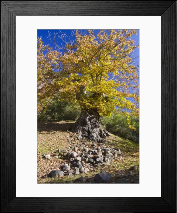 Framed Print : Picture No. 10982705
