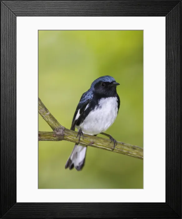 Framed Print : Picture No. 10982734 Framed Print : Picture No. 10982734