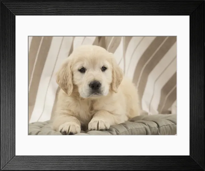 Framed Print : Picture No. 10983428 Framed Print : Picture No. 10983428