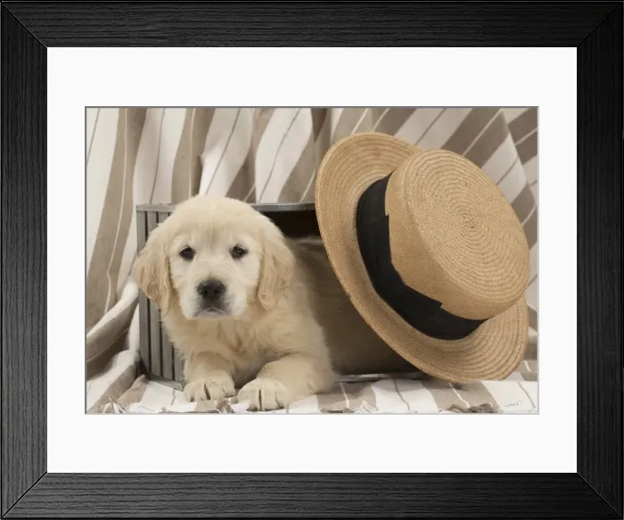 Framed Print : Picture No. 10983432 Framed Print : Picture No. 10983432