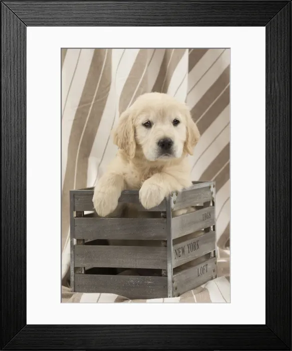 Framed Print : Picture No. 10983429 Framed Print : Picture No. 10983429