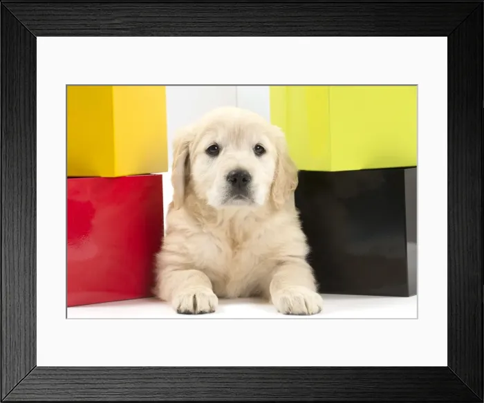 Framed Print : Picture No. 10983433 Framed Print : Picture No. 10983433