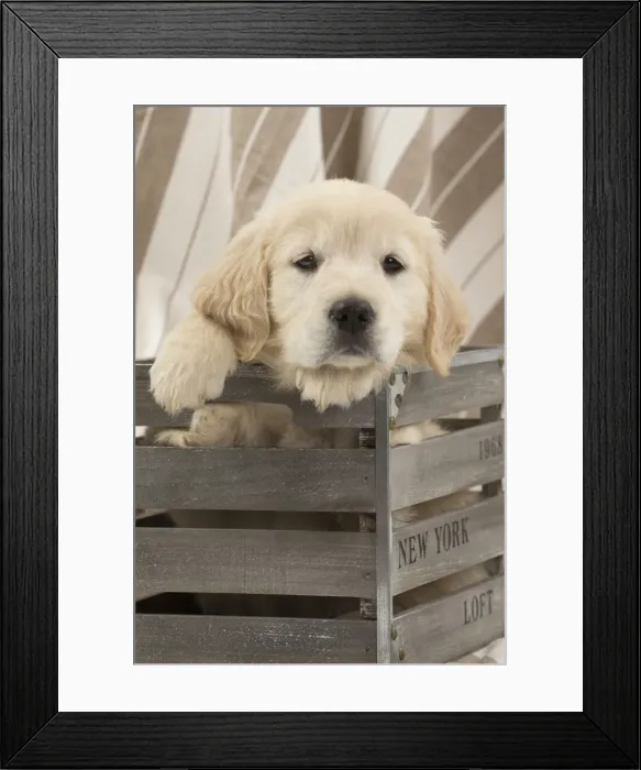 Framed Print : Picture No. 10983430 Framed Print : Picture No. 10983430