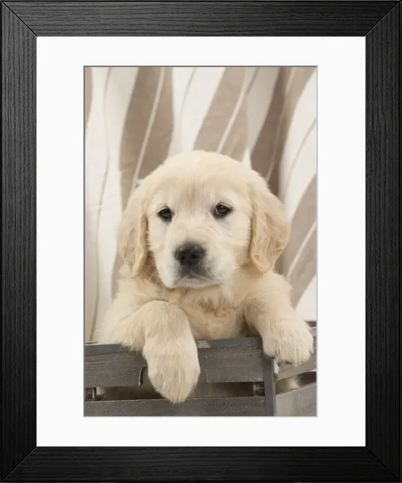 Framed Print : Picture No. 10983431 Framed Print : Picture No. 10983431