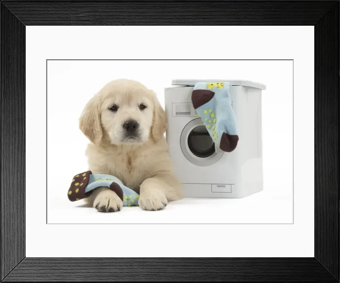 Framed Print : Picture No. 10983438 Framed Print : Picture No. 10983438