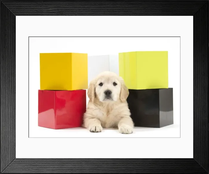 Framed Print : Picture No. 10983434