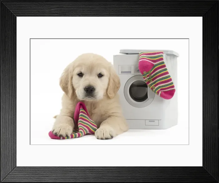 Framed Print : Picture No. 10983437 Framed Print : Picture No. 10983437