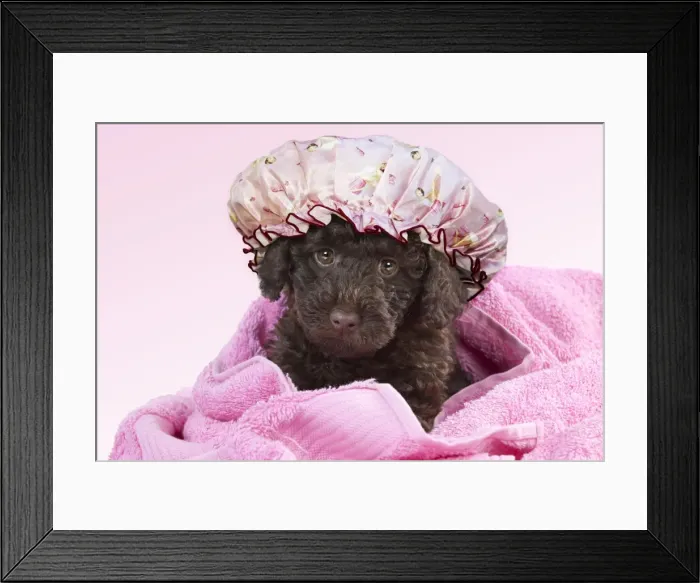Framed Print : Picture No. 10983446 Framed Print : Picture No. 10983446