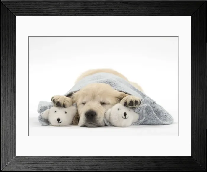 Framed Print : Picture No. 10983442 Framed Print : Picture No. 10983442