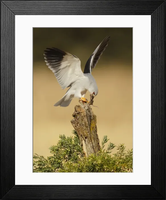 Framed Print : Picture No. 10983449 Framed Print : Picture No. 10983449