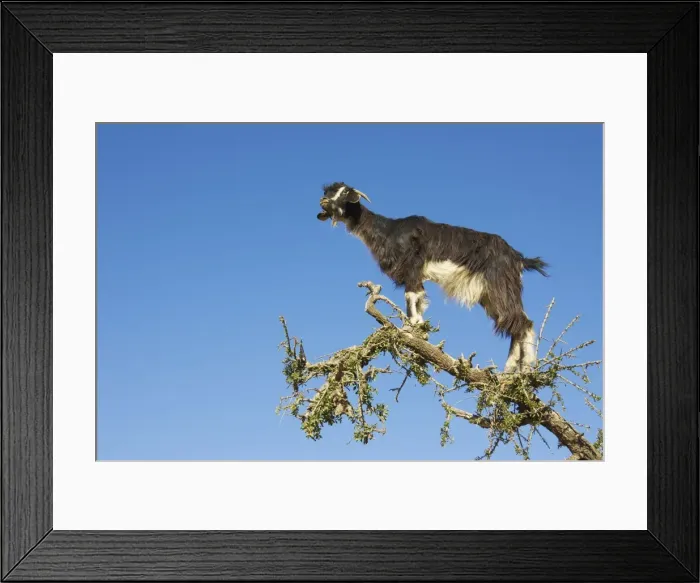 Framed Print : Picture No. 10761426 Framed Print : Picture No. 10761426