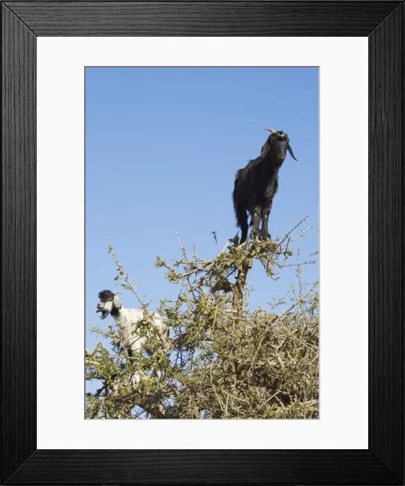 Framed Print : Picture No. 10761428 Framed Print : Picture No. 10761428