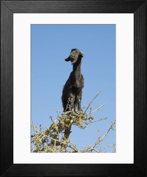 Framed Print : Picture No. 10761427 Framed Print : Picture No. 10761427