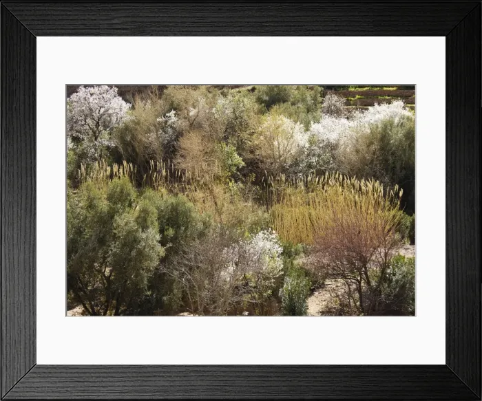 Framed Print : Picture No. 10761449 Framed Print : Picture No. 10761449