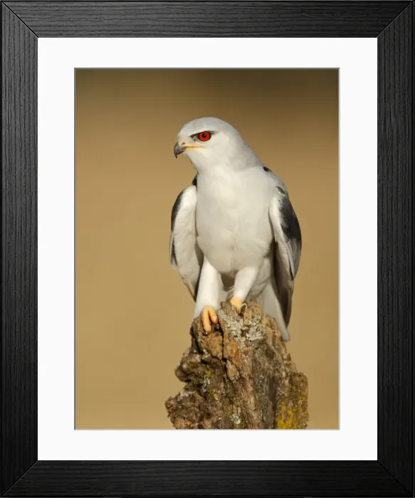 Framed Print : Picture No. 10983452 Framed Print : Picture No. 10983452