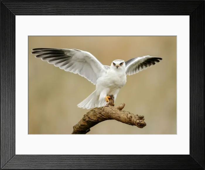 Framed Print : Picture No. 10983450 Framed Print : Picture No. 10983450