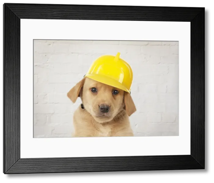 Framed Print : Picture No. 10983447 Framed Print : Picture No. 10983447