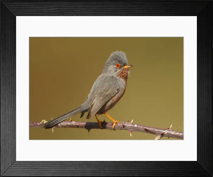 Framed Print : Picture No. 10983455 Framed Print : Picture No. 10983455