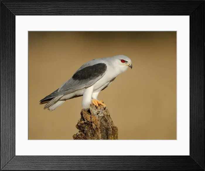 Framed Print : Picture No. 10983451 Framed Print : Picture No. 10983451