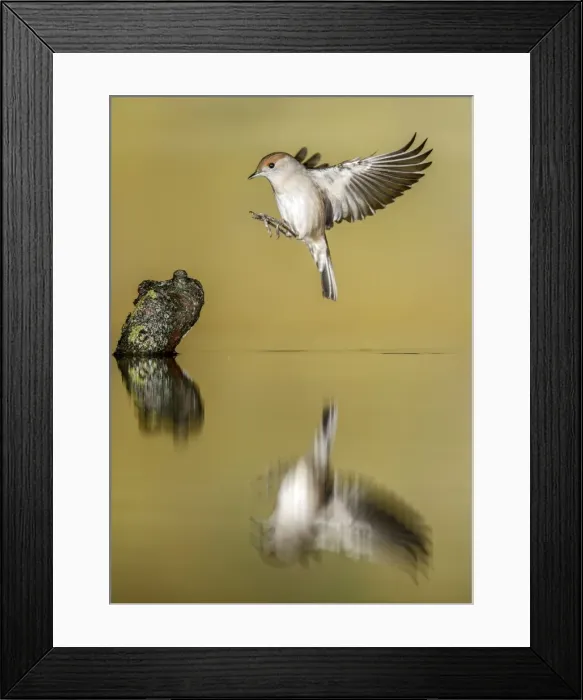 Framed Print : Picture No. 10983456 Framed Print : Picture No. 10983456