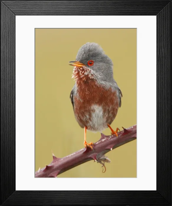 Framed Print : Picture No. 10983454 Framed Print : Picture No. 10983454