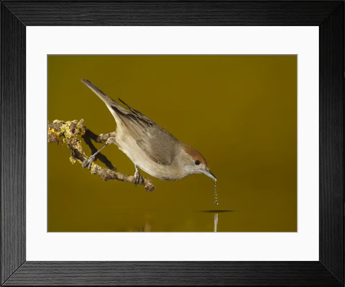 Framed Print : Picture No. 10983457 Framed Print : Picture No. 10983457
