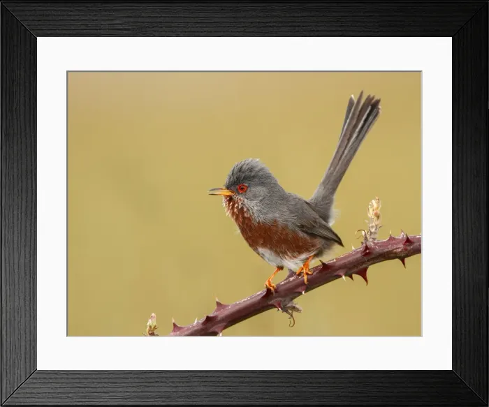 Framed Print : Picture No. 10983453 Framed Print : Picture No. 10983453