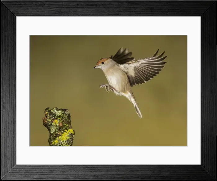 Framed Print : Picture No. 10983458 Framed Print : Picture No. 10983458