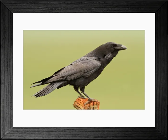 Framed Print : Picture No. 10983462 Framed Print : Picture No. 10983462