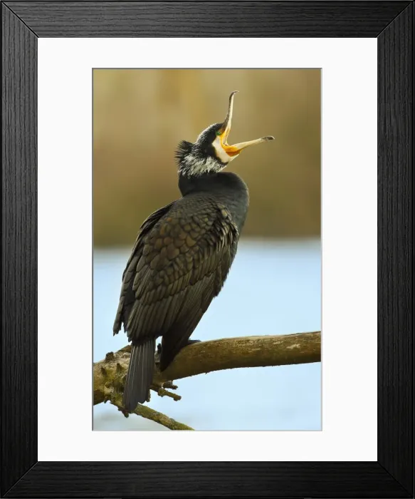 Framed Print : Picture No. 10983464 Framed Print : Picture No. 10983464