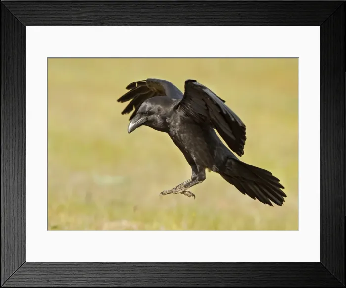 Framed Print : Picture No. 10983461 Framed Print : Picture No. 10983461