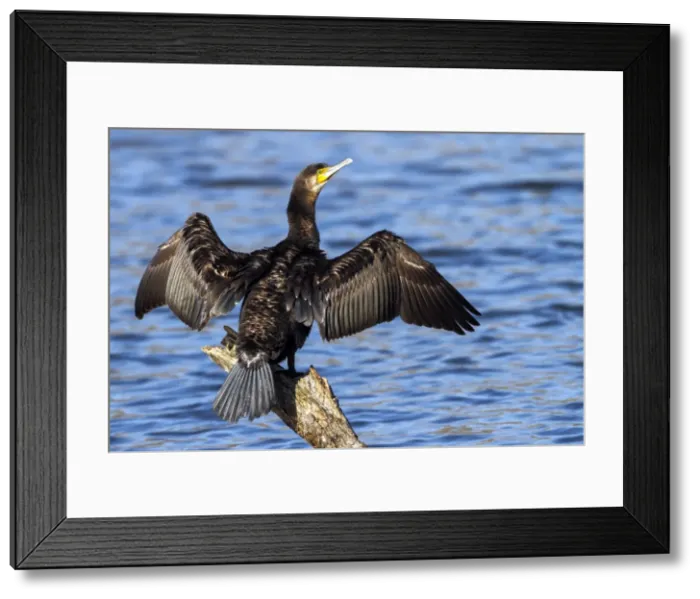Framed Print : Picture No. 10983463 Framed Print : Picture No. 10983463