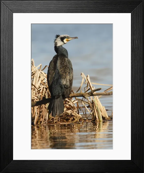 Framed Print : Picture No. 10983465 Framed Print : Picture No. 10983465