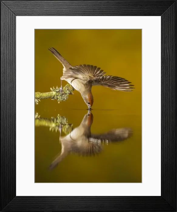 Framed Print : Picture No. 10983459 Framed Print : Picture No. 10983459