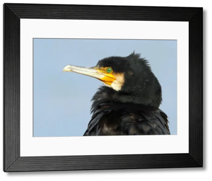 Framed Print : Picture No. 10983466