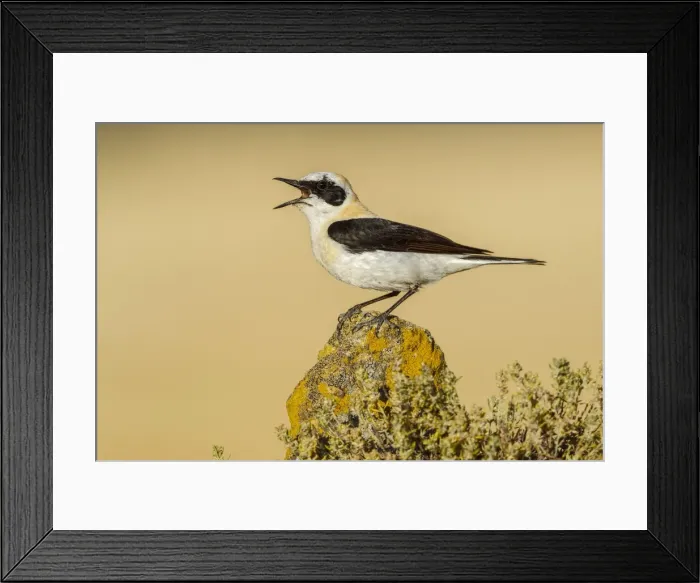 Framed Print : Picture No. 10983467 Framed Print : Picture No. 10983467