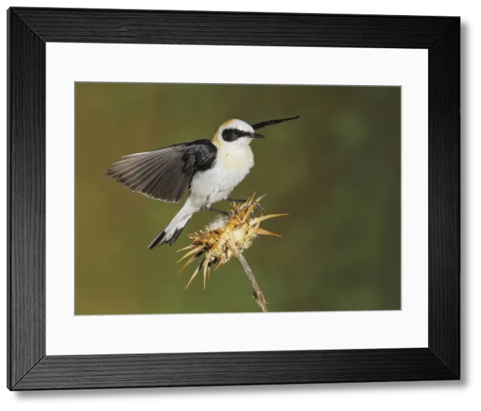 Framed Print : Picture No. 10983468