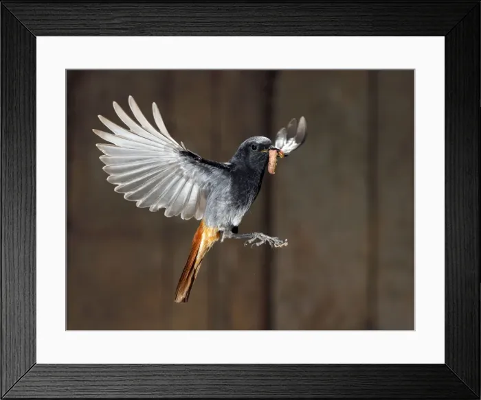 Framed Print : Picture No. 10983470 Framed Print : Picture No. 10983470