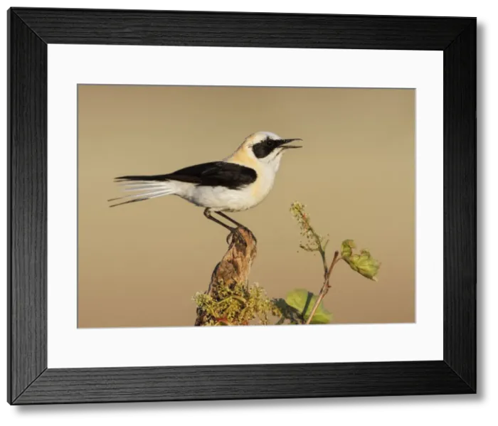 Framed Print : Picture No. 10983469 Framed Print : Picture No. 10983469